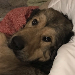 Meet your Posher, Dee